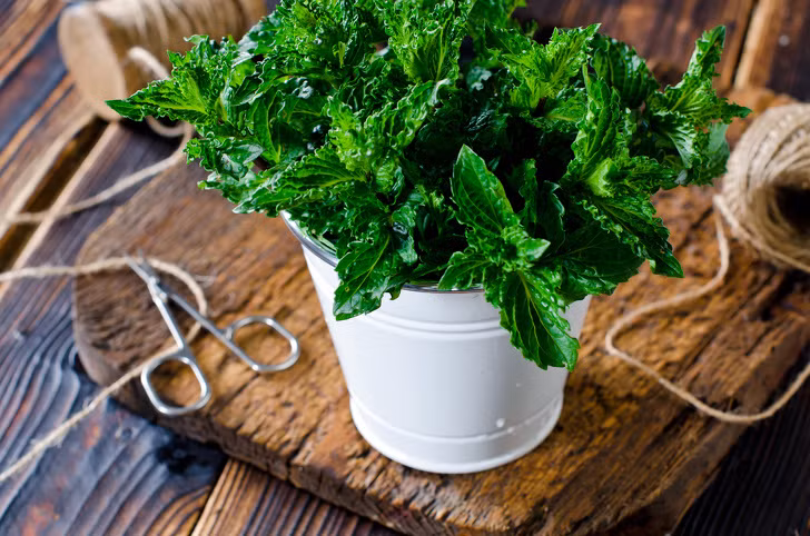 Bạc hà là một loại thảo dược khác phục vụ nhiều mục đích, trong đó có công dụng đuổi muỗi. Bạc hà dễ trồng, khi trồng vào những chậu nhỏ để trong nhà chúng không chỉ chống được muỗi mà còn có thể trang trí nhà và trở thành rau gia vị cho việc nấu nướng hàng ngày.