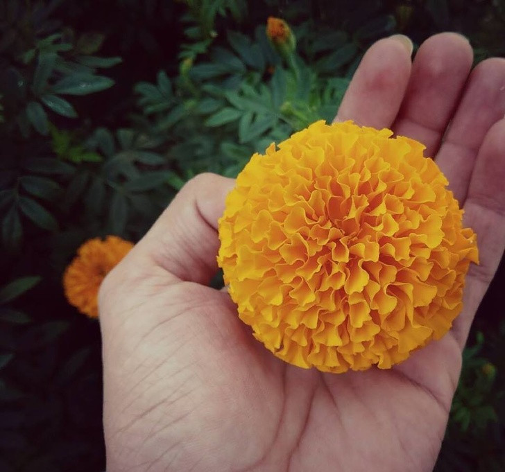 Cúc vạn thọ là một loại hoa dễ trồng có chứa thiophenes, một hợp chất có đặc tính chống côn trùng. Chúng có hiệu quả trong việc ngăn chặn muỗi, rệp, bọ chét, ruồi trắng, bọ cánh cứng...