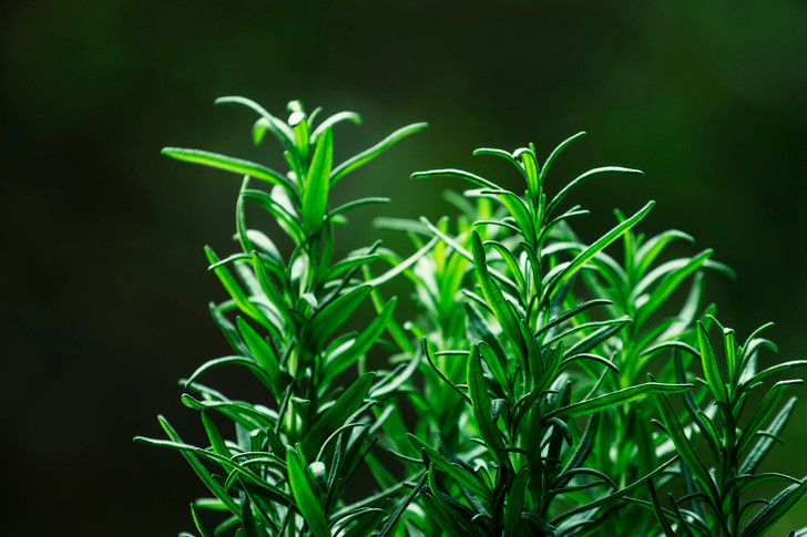 Cây mê điệt (hương thảo) thường được sử dụng để tạo hương vị cho món ăn nhưng hương thơm của nó cũng có hiệu quả trong việc xua đuổi muỗi, sâu bướm cải bắp và ruồi cà rốt. Chỉ cần đốt một số lá hương thảo và mùi hương nó sẽ đuổi những con muỗi gây phiền nhiễu.