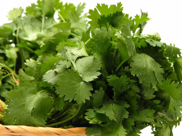 9. Rau mùi tây là một biện pháp chữa trị rất tốt tại nhà để điều trị hôi miệng. Nó có chất diệp lục hoạt động như một chất kháng khuẩn và giúp loại bỏ mùi hôi. Cách dùng: Dùng lá mùi tây nhúng trong giấm và nhai trong khoảng 2 phút. Ngoài ra, bạn có thể lấy nước ép của lá mùi tây để ngậm.