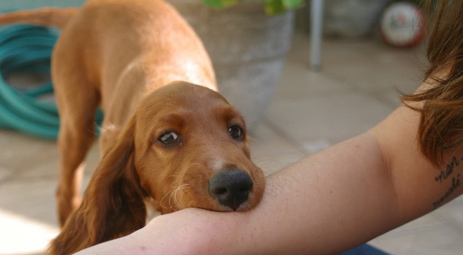 Thời gian qua, rất nhiều trường hợp trẻ bị chó nhà cắn rất thương tâm. Phần lớn trẻ em thường bị cắn vào vùng mặt và bộ phận sinh dục trong lúc tiếp xúc gần với chó hoặc vô ý chạm vào, làm con chó đau trong lúc nó đang ăn, ngủ, mới đẻ.