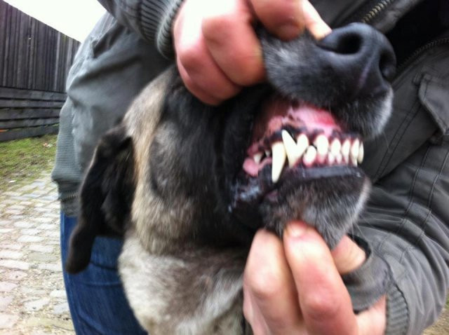 Đáng nói, những vết thương trầm trọng gây mất máu nặng nề này là do chó ngao Tây Tạng gây ra. Người nhà cho biết con chó ngao này nặng khoảng 40kg. Sáng 14/7, mẹ cháu bé phát hiện con chó đang cắn con gái 8 tháng tuổi liền lao vào cứu, kéo con ra khỏi con chó ngao và cũng bị chó cắn vài nhát vào tay. Đây không phải trường hợp trẻ em bị chó tấn công dã man trong thời gian gần đây.