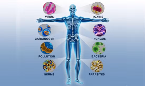 Các nhà nghiên cứu đã phát hiện ra rằng nụ cười thực sự làm tăng hệ miễn dịch, tăng số lượng tế bào T tạo kháng thể. Điều này giúp chúng ta ít có khả năng bị ho và cảm lạnh.