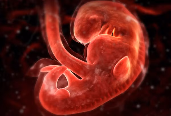 Tháng thứ nhất của thai kỳ là thời gian thai nhi hình thành cấu trúc khuôn mặt và cổ. Trong quá trình phát triển thai nhi, khi tim và mạch máu tiếp tục phát triển thì các cơ quan nội tạng khác như phổi, dạ dày, gan mới bắt đầu hình thành.