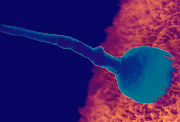 Quá trình thụ thai diễn ra khi “tinh binh” thâm nhập vào trứng. Tại thời điểm này, bộ gen của bé đã hoàn chỉnh, giới tính cũng được xác định luôn.