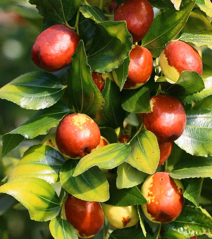 Chất chiết xuất từ táo tàu chứa nhiều chất phenolic làm tăng hoạt tính chống oxy hoá, ngăn ngừa ung thư.