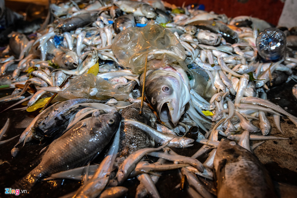 Cá chết chủ yếu là cá nhỏ nhưng cũng có rất nhiều cá to chết rải rác dọc ven hồ đoạn đường Vệ Hồ, đường Trích Sài. Có những con nặng đến chục kg.