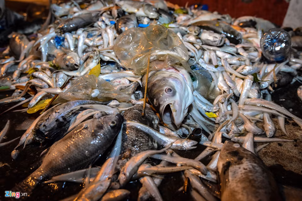 Cá chết chủ yếu là cá nhỏ nhưng cũng có rất nhiều cá to chết rải rác dọc ven hồ đoạn đường Vệ Hồ, đường Trích Sài. Có những con nặng đến chục kg.