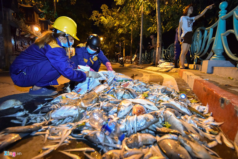 Ngay sau khi được vớt lên đường công nhân thu dọn vào bao tải. Toàn bộ số cá chết trên sẽ được chở đến Trung tâm xử lý rác thải Nam Sơn tiêu huỷ.