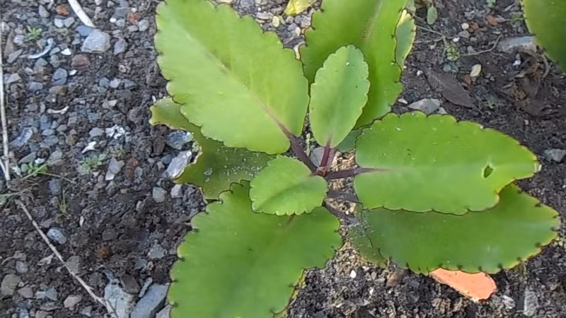 . Lá bỏng có công dụng giải rượu rất tốt, khi bị say rượu mọi người chỉ cần nhai một ít lá bỏng sống.