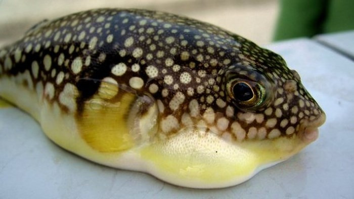 Cá nóc có chứa tetrodotoxin (C11H17O8N3), chất độc thần kinh, rất độc, gây tử vong cao. Đặc biệt, tetrodotoxin tan trong nước, không bị nhiệt phá huỷ, nấu chín hay phơi khô, sấy, độc chất vẫn tồn tại. Loài cá cực ngon này lại chứa chất kịch độc này có thể gây tử vong nếu chế biến sai cách.