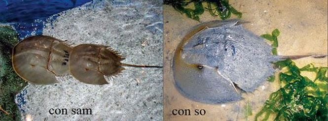 Hiện, nhiều người do chưa phân biệt được con so và con sam biển nên đã sử dụng nhầm dẫn đến ngộ độc, thậm chí nguy kịch tính mạng. Trong con so biển có chứa chất tetrodotoxi - một chất cực độc giống độc tố của cá nóc.