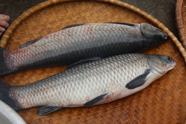 Thịt cá trắm ngon và bổ dưỡng được nhiều bà nội trợ chọn mua chế biến cho bữa ăn gia đình. Thế nhưng, mật cá trắm rất độc bởi có chứa alcool gây xuất huyết, tổn thương nội tạng, đặc biệt là ống thận. Cá có trọng lượng càng lớn, chất độc càng cao.