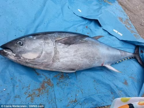 Cá ngừ vây xanh và cá ngừ mắt to là hai loại cá mà bạn không nên ăn. Hai loài các này chứa hàm lượng thủy ngân rất cao, chỉ sau cá kiếm.