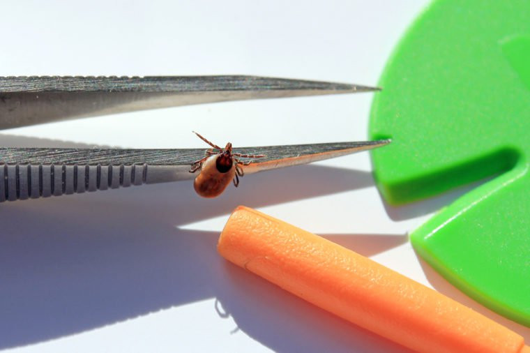 Sau đó, cần xác định loại côn trùng và giết chết nó để tránh bị cắn lần nữa.