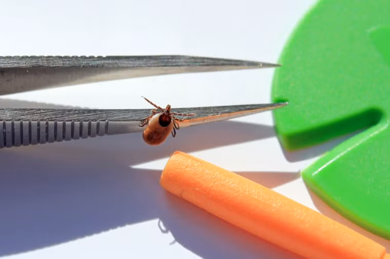 Sau đó, cần xác định loại côn trùng và giết chết nó để tránh bị cắn lần nữa.