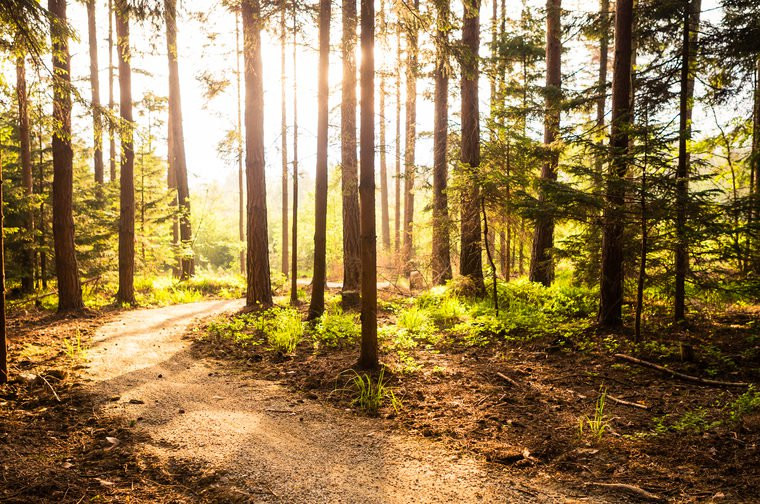 Để hạn chế bị ve cắn, bạn không nên đi bộ trong rừng hay những nơi cỏ rậm rạp.