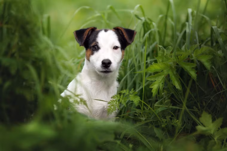 Chó rất nhạy cảm với ve rận và có thể đưa chúng vào nhà của bạn. Do vậy, bạn cần đầu tư vào xà phòng, hoặc dầu gội đầu đặc biệt cho có cưng để bảo vệ chúng chống lại ve.