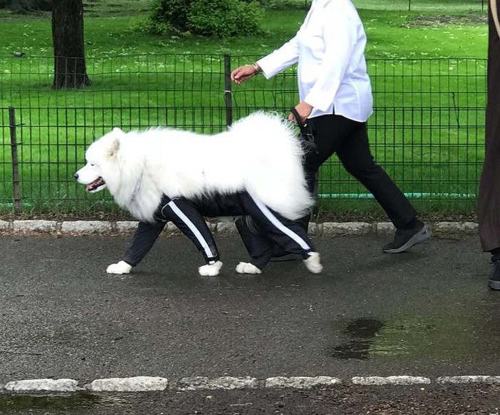 Có cả quần áo đôi cho chủ và chó cưng.