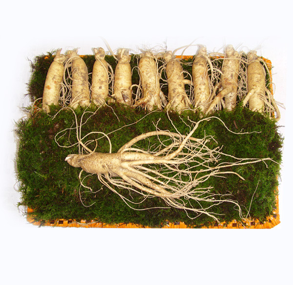 An nhan sam kieu nay, dung bao nhieu cung vo tac dung