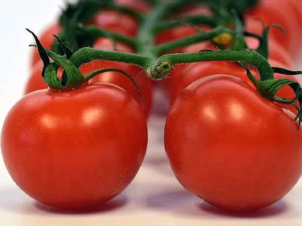 Cà chua nếu để bên ngoài quá lâu có thể dễ bị hư hỏng. Đây là một trong những nguyên nhân chính gây ngộ độc thực phẩm. Ảnh: Boldsky.