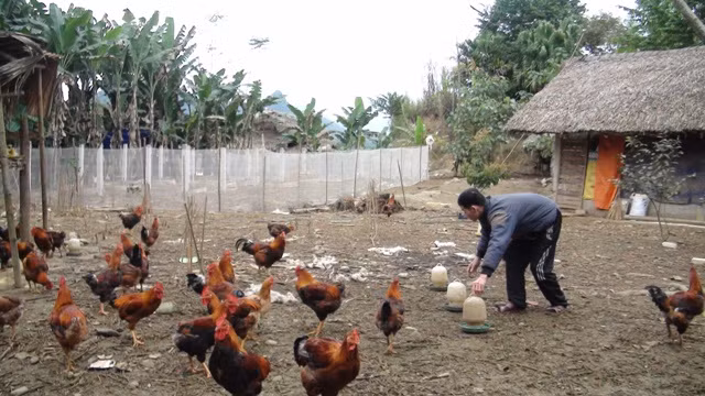 Từ nuôi quy mô nhỏ lẻ, nhiều hộ đã mở rộng chăn nuôi gà trống thiến.