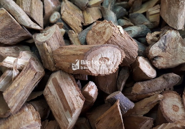 Theo nhận định ban đầu, chai rượu ngâm cây rừng mà 4 người trong gia đình đã uống được lấy từ gói nhỏ mà cơ quan điều tra đang thu giữ.