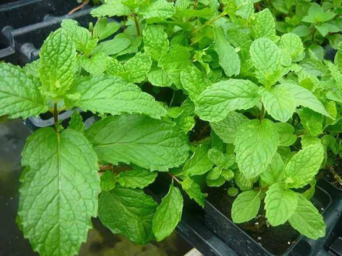 Bạc hà: Bạc hà thường liên quan đến các loại bánh ngọt, nó có đặc tính làm mát và thêm hương vị mát cho các món ăn. Bên cạnh đó, rau bạc hà có tác dụng kích thích quá trình tiêu hóa và chữa chứng chán ăn ở nhiều người.