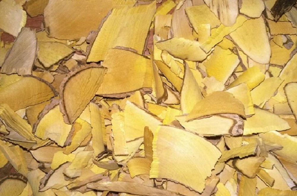 Cây mật gấu: Cây mật gấu hay còn gọi là cây Hoàng liên ô rô hay cây mã rồ, nhiều nơi thường gọi là cây lá đắng. Tuy độc tính của cây mật gấu chưa được ghi nhận trên thực nghiệm nhưng việc sử dụng cây mật gấu trong thời gian kéo dài với liều cao cũng có thể gây ra các tác dụng phụ như hạ huyết áp, táo bón, ngộ độc...