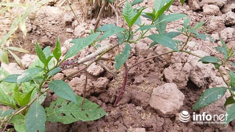 Không ít gia đình ngộ nhận cây thương lục là sâm quý nên gây giống trồng để lấy củ ngâm rượu uống. Thế nhưng, rất nhiều người đã ngộ độc loài cây này. Các nhà khoa học, bác sĩ đông y đã lên tiếng cảnh báo về loại cây này. Dù là cây thuốc nhưng nó lại rất độc.