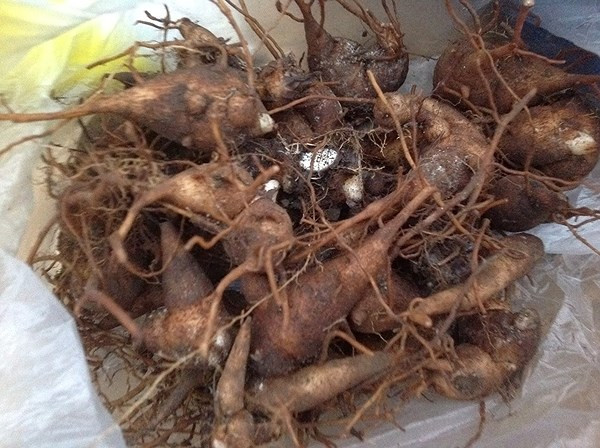 Thành phần hóa học của ấu tẩu chủ yếu là aconitin, có độc tính cao, thuộc loại thuốc độc bảng A. Chỉ cần một liều 0,02 – 0,05 mg cho 1 kg thể trọng là có thể gây chết người.