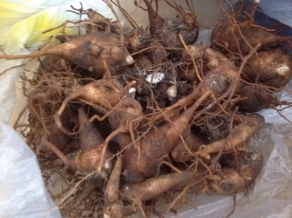 Thành phần hóa học của ấu tẩu chủ yếu là aconitin, có độc tính cao, thuộc loại thuốc độc bảng A. Chỉ cần một liều 0,02 – 0,05 mg cho 1 kg thể trọng là có thể gây chết người.