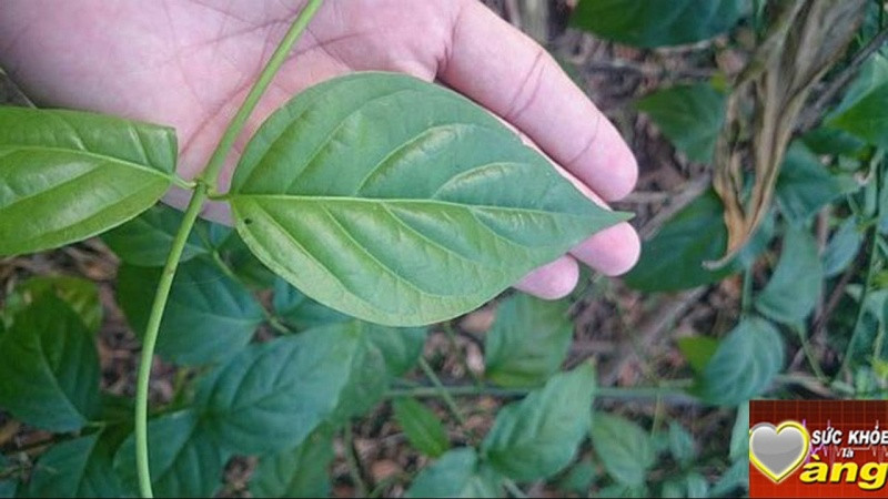 Theo đó, chất độc dẫn đến cái chết của 3 người sau khi uống rượu là chất Koumin. Đây là hợp chất có trong cây lá ngón, một chất kịch độc dẫn đến chết người. Cây lá ngón còn được gọi với nhiều tên gọi khác như câu vẫn, đoạn trường thảo. Cây sống chủ yếu ở các huyện vùng núi phía Tây Nghệ An.