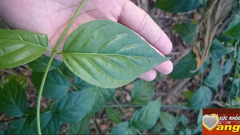 Theo đó, chất độc dẫn đến cái chết của 3 người sau khi uống rượu là chất Koumin. Đây là hợp chất có trong cây lá ngón, một chất kịch độc dẫn đến chết người. Cây lá ngón còn được gọi với nhiều tên gọi khác như câu vẫn, đoạn trường thảo. Cây sống chủ yếu ở các huyện vùng núi phía Tây Nghệ An.