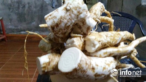 Có đặc điểm bên ngoài và mùi giống hệt nhân sâm, nhất là khi ngâm rượu, nhiều người đã trồng và lấy củ thương lục ngâm rượu mà không biết rằng loại củ này rất độc.