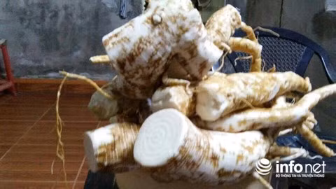 Có đặc điểm bên ngoài và mùi giống hệt nhân sâm, nhất là khi ngâm rượu, nhiều người đã trồng và lấy củ thương lục ngâm rượu mà không biết rằng loại củ này rất độc.