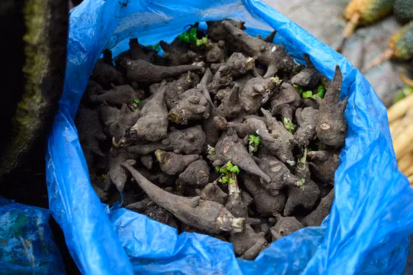 Kinh nghiệm dân gian, củ ấu tẩu ngâm rượu dùng để xoa bóp chữa bệnh đau cơ, xương khớp. Tuy nhiên, nhiều người lại cho rằng có thể uống một tí rượu ngâm ấu tẩu. Quan niệm này là sai lầm, vì ấu tẩu có độc tính cao, sau khi uống sẽ gây co thắt đường hô hấp, suy hô hấp có thể dẫn đến chết người.