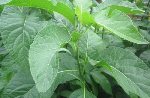 Theo Lương y Đinh Công Bảy, Tổng thư ký Hội dược liệu TPHCM: “Đó là cây thuốc chữa bệnh, nhưng không thể tùy tiện dùng nếu không muốn bị trụy mạch”. Nói cách khác, dùng quá nhiều loại cây này có thể đảo lộn huyết mạch, nhẹ thì liệt nửa người, nặng thì liệt toàn thân. Ảnh: Internet.