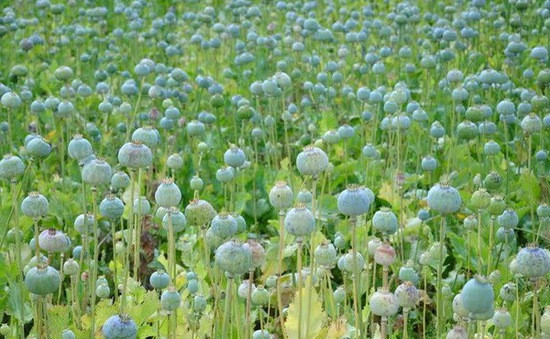 Cây anh túc (hay cây thuốc phiện) được xem là một loại dược liệu. Trong y học dùng cho giảm đau tốt nhất trong các loại dược liệu cả Đông lẫn Tây y.