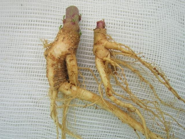 Theo các sách đông y, thương lục là loài cây có độc ở tất cả các bộ phận, từ củ, thân, lá và hoa. Nghiên cứu dược lý hiện đại cho thấy các loại chất độc, đắng gọi là phytolaccatoxin.