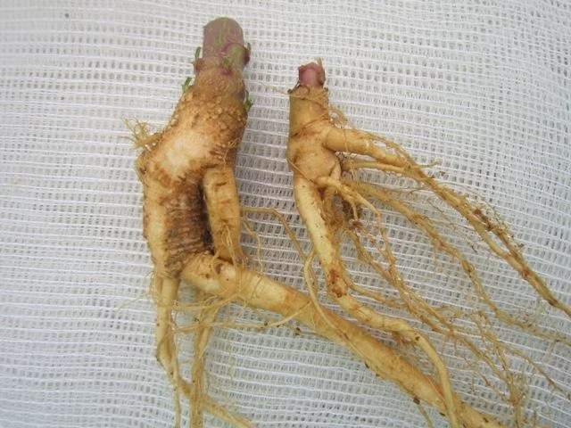 Theo các sách đông y, thương lục là loài cây có độc ở tất cả các bộ phận, từ củ, thân, lá và hoa. Nghiên cứu dược lý hiện đại cho thấy các loại chất độc, đắng gọi là phytolaccatoxin.