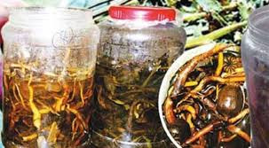 Tuy nhiên, việc sử dụng loại rượu này liên tục, trong một thời gian dài sẽ khiến người sử dụng có khả năng bị tê liệt thần kinh, giảm trí nhớ. Nếu dùng rượu ngâm cây thuốc phiện với nồng độ đậm đặc và quá liều có thể gây ngộ độc dẫn đến chết người. vvghgj