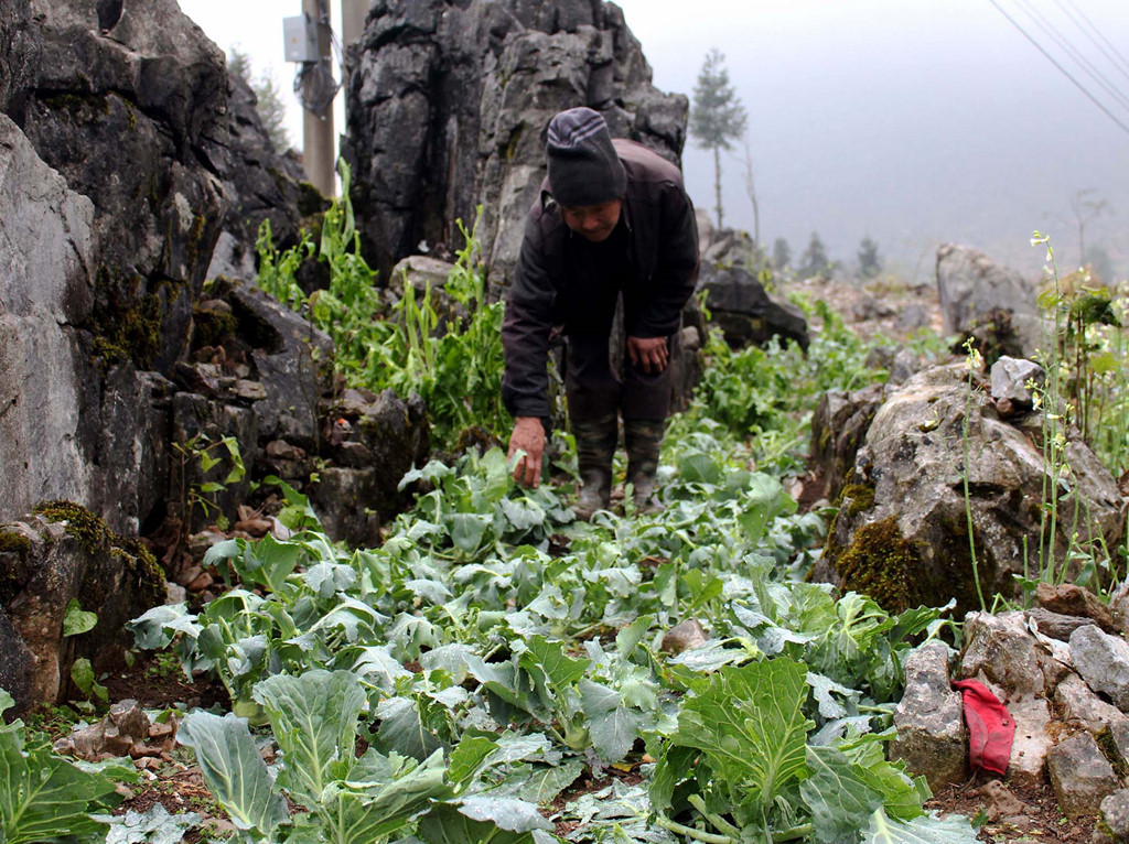 Theo ghi nhận, nhiều hoa màu của người dân Mèo Vạc cũng bị dập gãy, không thể phục hồi.