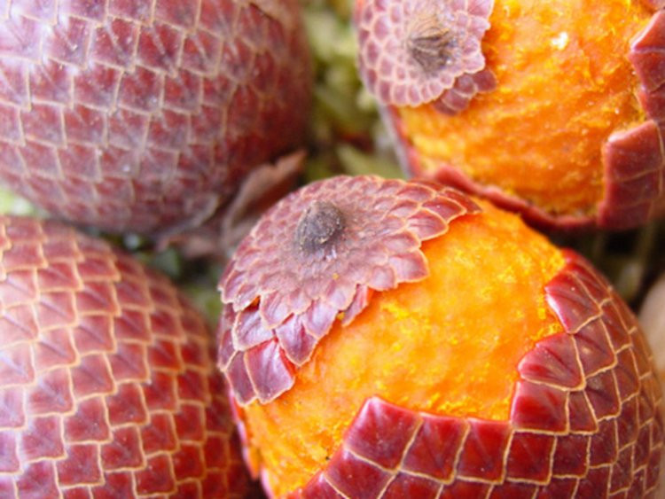 Quả Aguaje mọc phổ biến trong các khu rừng nhiệt đới thuộc Amazon. Aguaje mọc trên thân cây dạng cọ và khi chín có vị gần giống cà rốt nhưng nó mang giá trị dinh dưỡng cao.