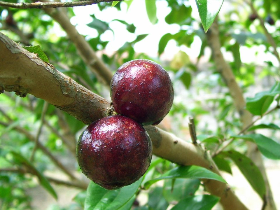 Quả Jabuticaba, trồng nhiều ở Brazil, có màu tím, nhiều nước và thường được dùng để làm mứt hoặc rượu. Ngoài ra loại quả này cũng được dùng để chữa bệnh hen và tiêu chảy.