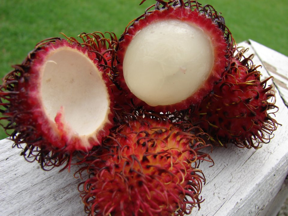 Trái chôm chôm rất phổ biến ở Đông Nam Á, trong đó có Việt Nam. Chôm chôm có vị ngọt mát dễ chịu khiến người ăn cảm thấy thích thú.