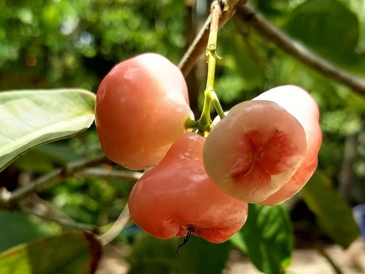 Quả mận (hay còn gọi là quả roi): Theo Insider, trái cây này được xem là cực kỳ bổ dưỡng cho chế độ ăn uống của bạn.