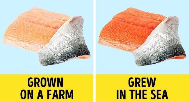 Cá hồi hoang dã có màu hồng tự nhiên vì chúng ăn rất nhiều tôm biển. Trong khi đó, cá hồi nuôi ở trang trại thường có màu trắng hoặc chỉ hơi phớt hồng do thức ăn của chúng.