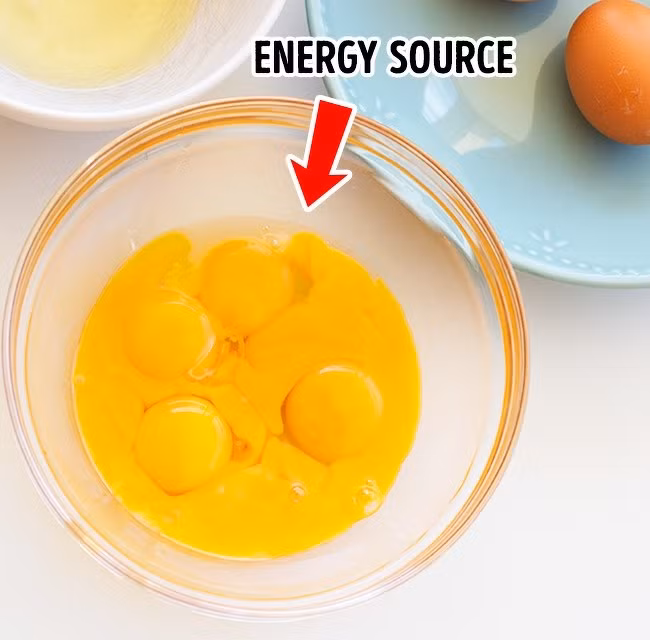 Lòng đỏ trứng có chứa nhiều chất dinh dưỡng và chất khoáng hơn lòng trắng.