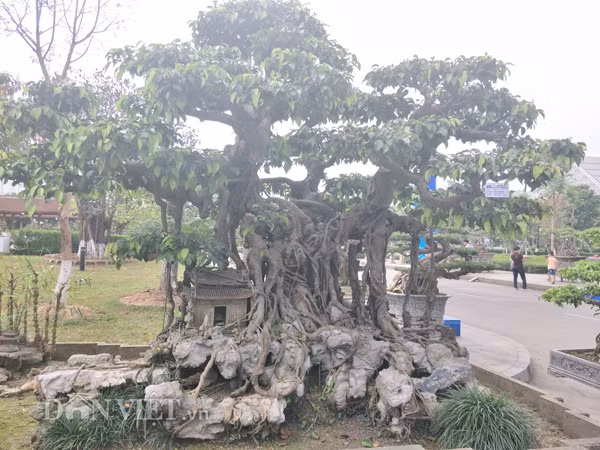 Tuy nhiên, theo vị chủ vườn này, nếu cây sanh kiểng trên không được giá trên dưới 10 tỷ đồng thì anh sẽ không xuất vườn. Toàn cảnh cây sanh được anh Thành uốn tỉa, tạo hình như một bức tranh về làng quê Việt Nam với mái chùa, cây cổ thụ...